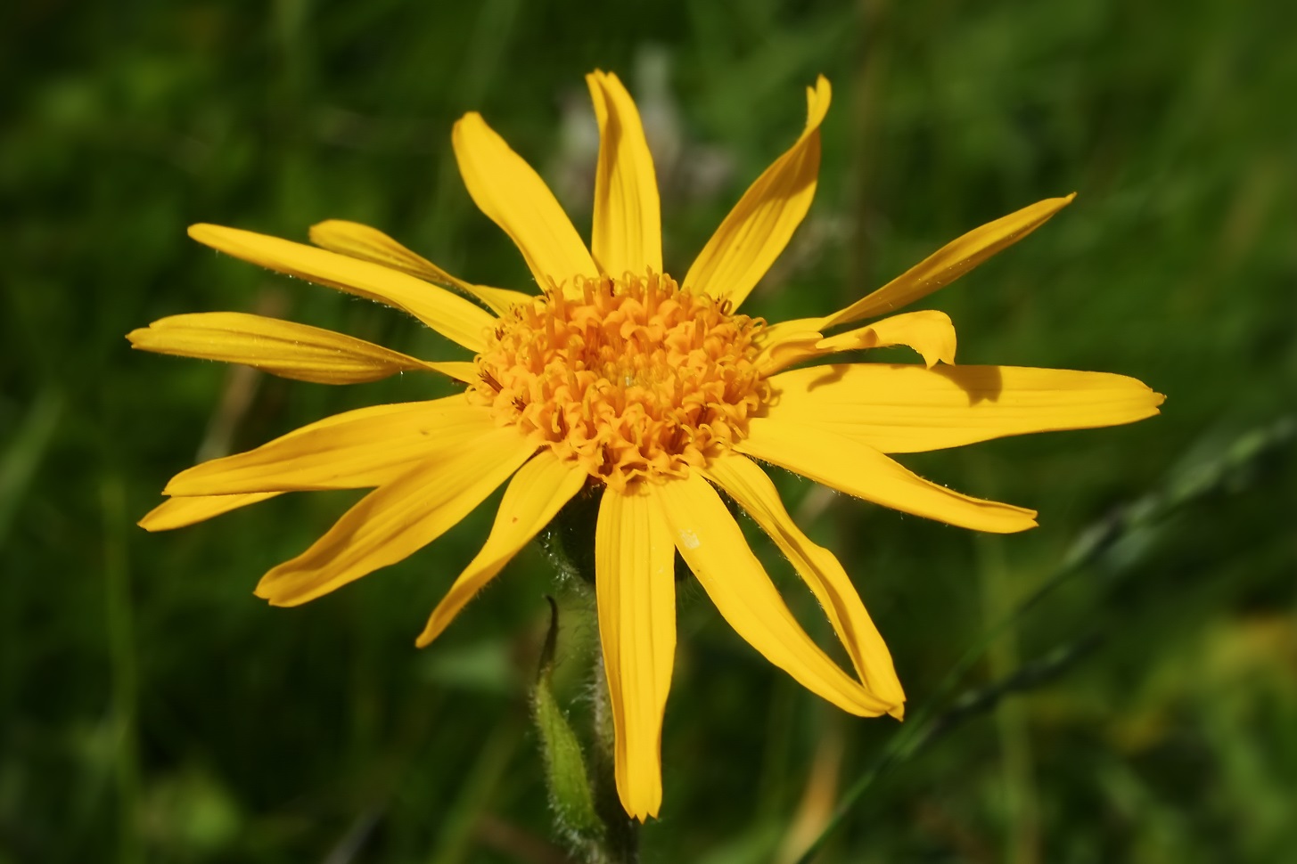 Arnica