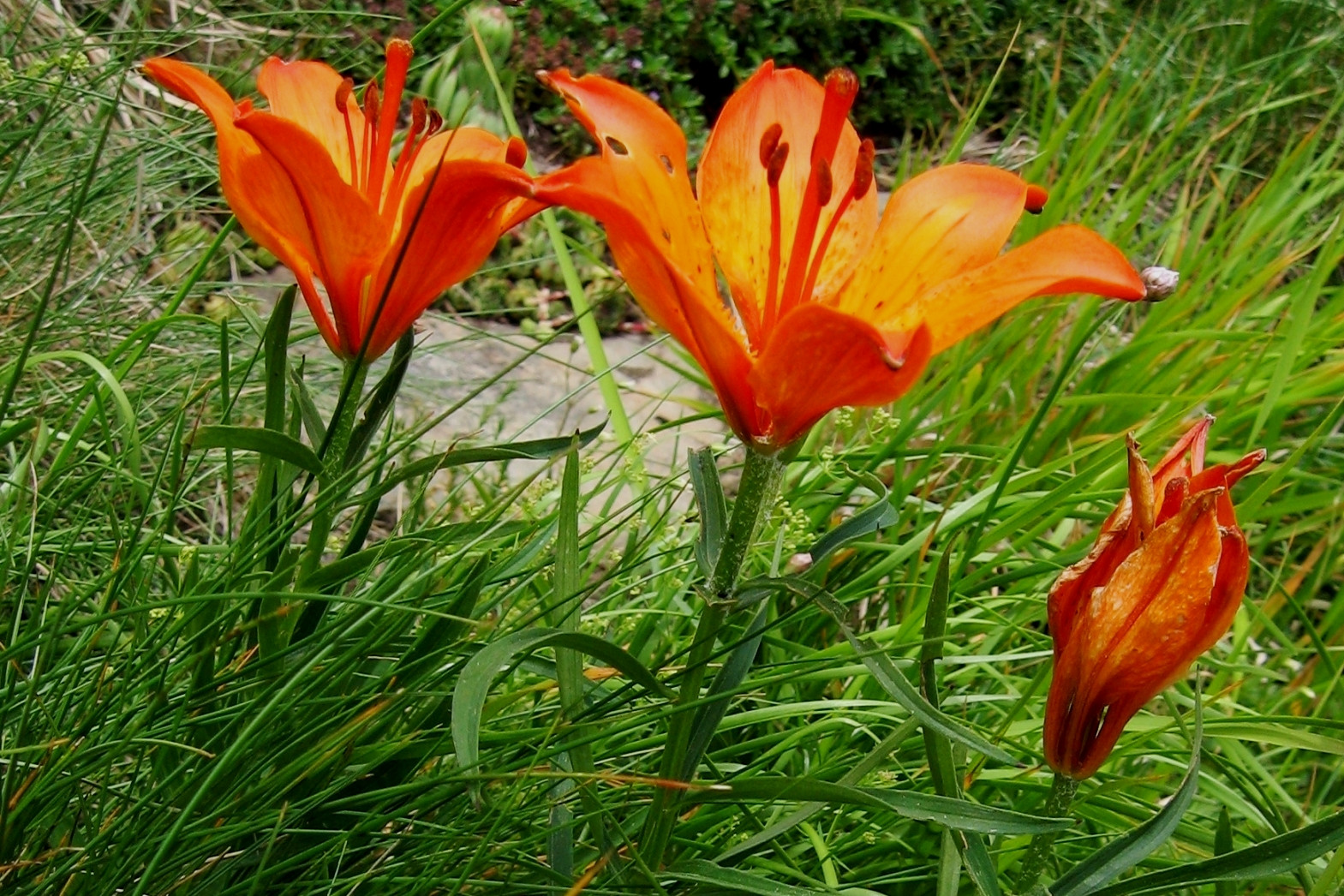 Giglio rosso