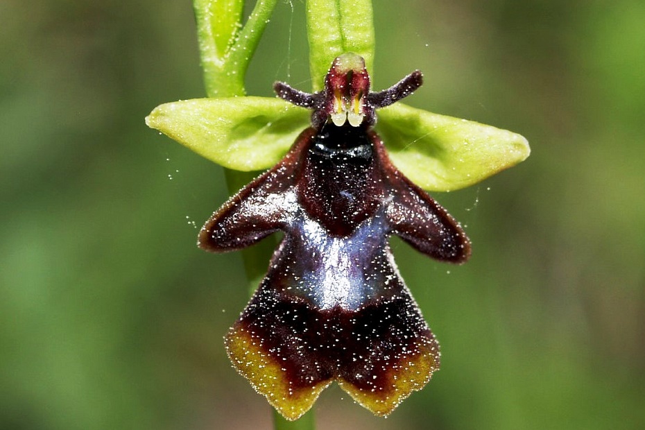 <h1>Ophrys insectifera</h1>