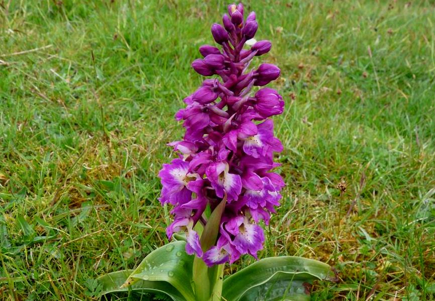 <h1>Orchis mascula</h1>