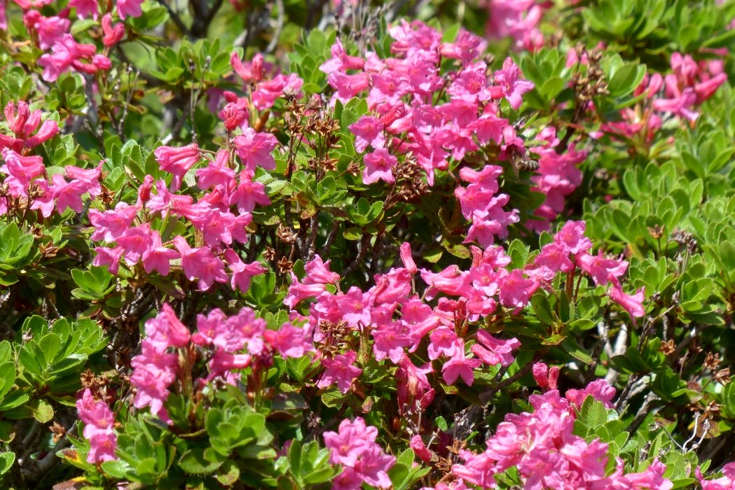 <h1>Rhododendron hirsutum</h1>