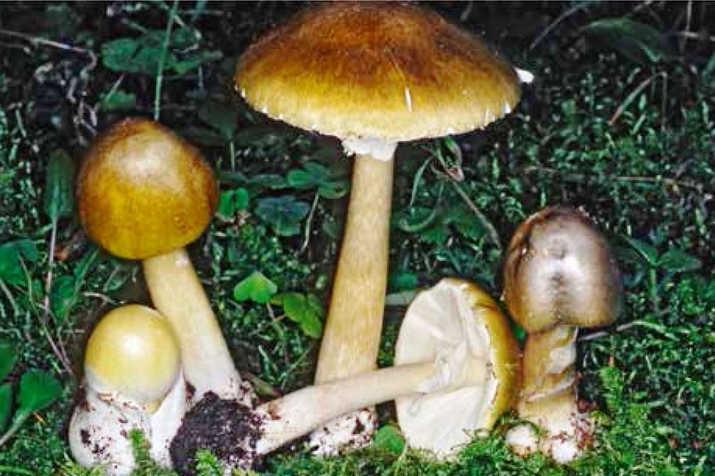 Amanita falloide