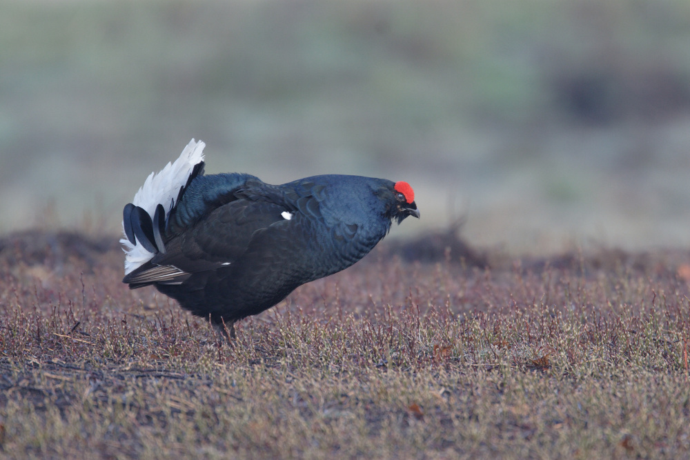 Gallo forcello