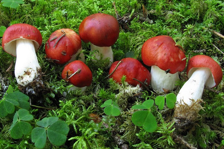 Colombina rossa