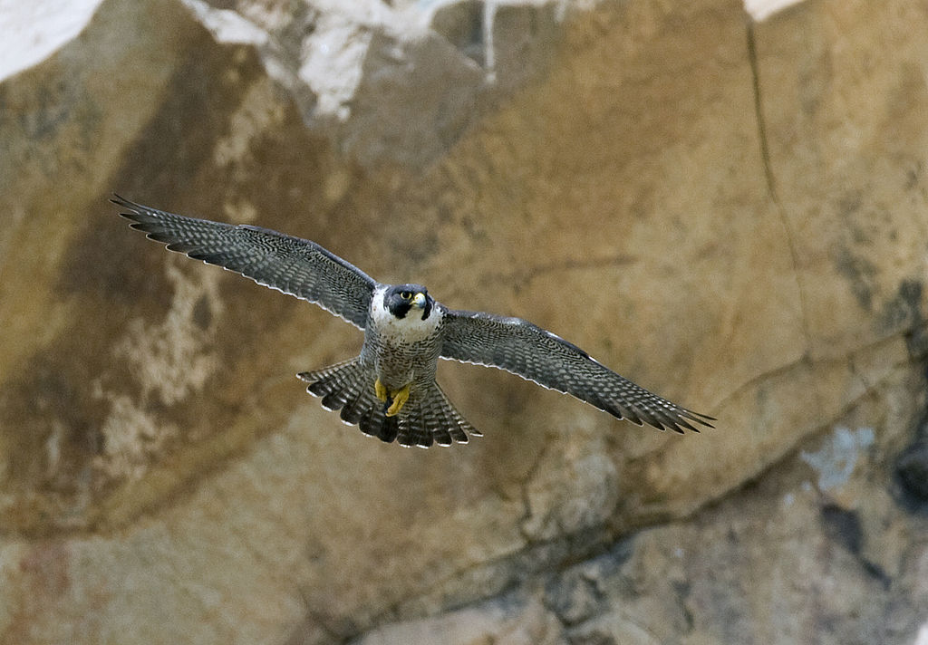 <h1>Falco pellegrino</h1>