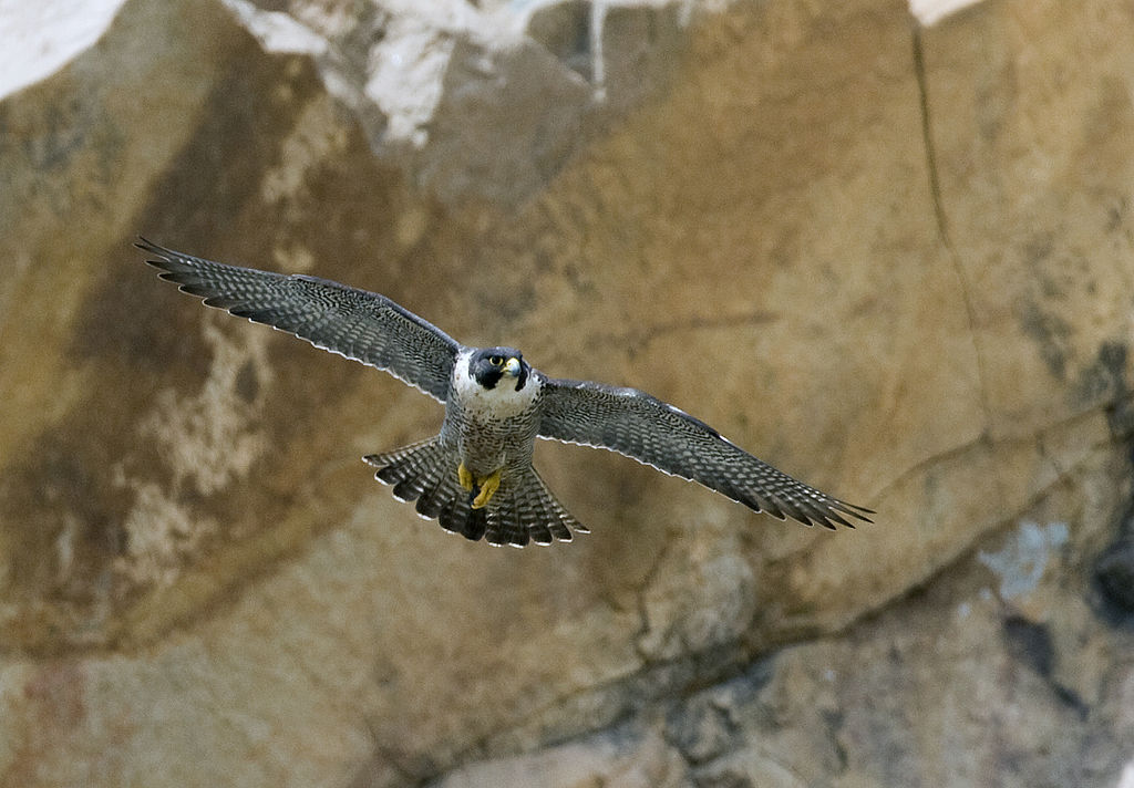 Falco pellegrino