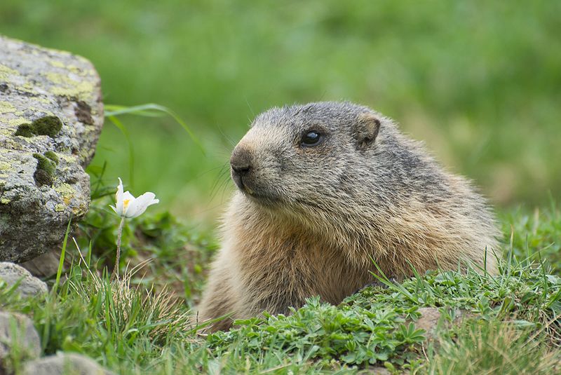 Marmotta