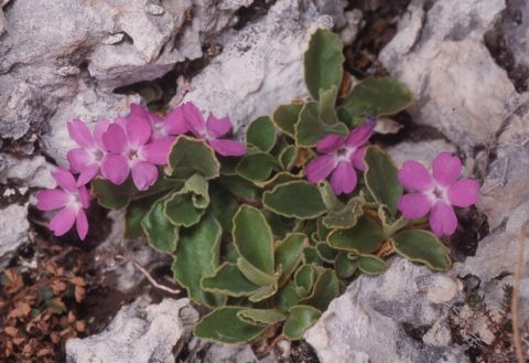 Primula delle Grigne