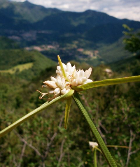 Carice del Monte Baldo