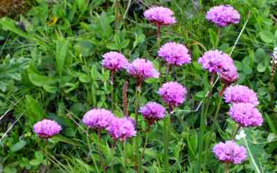 Armeria alpina