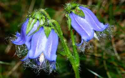 Campanula barbata