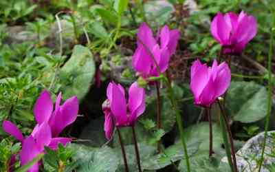 Cyclamen purpurascens