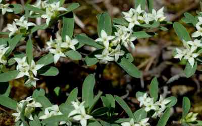 Daphne alpina