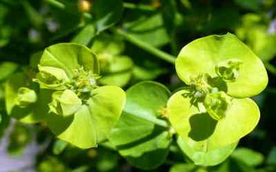 Euphorbia variabilis