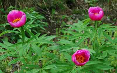 Paeonia officinalis