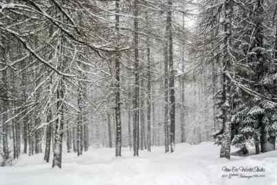 Bosco Alpe Paglio - Piani delle Betulle