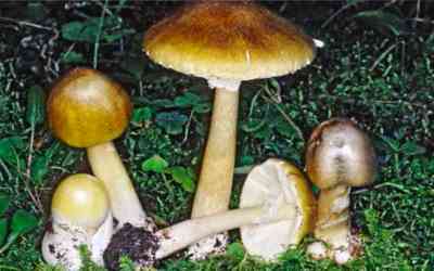 Amanita falloide