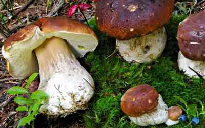 Boletus edulis