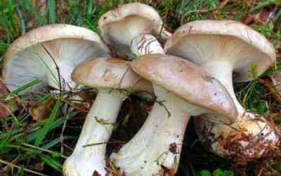 Agarico nebbioso