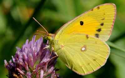 Colias crocea