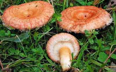 Lactarius torminosus