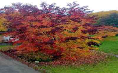 Albero autunnale