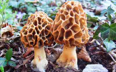 Morchella esculenta