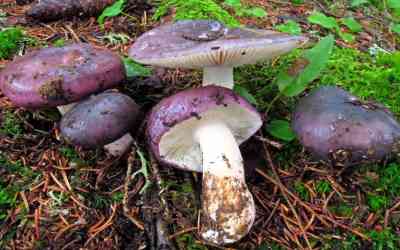 Russula cyanoxantha