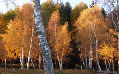 Colori d'autunno