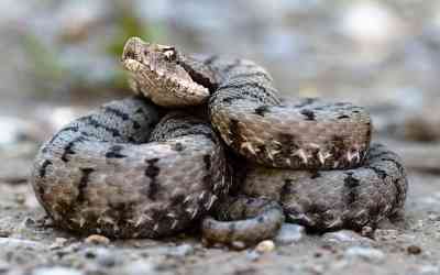 Vipera comune