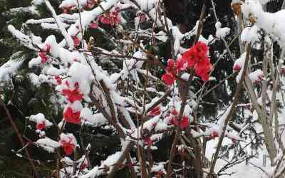 Fiori nella neve